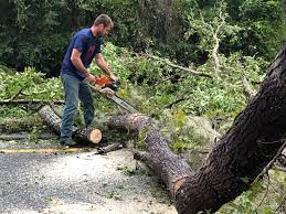 Best Seasonal Cleanup (Spring/Fall)  in Mobile, AL