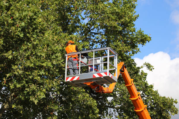 Best Tree and Shrub Care  in Mobile, AL