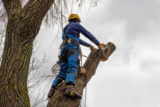 Best Firewood Processing and Delivery  in Mobile, AL