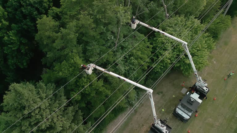 How Our Tree Care Process Works  in  Mobile, AL