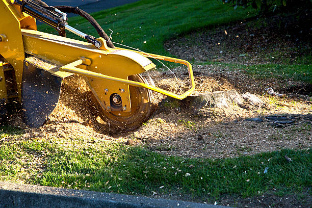 Best Tree Maintenance Programs  in Mobile, AL