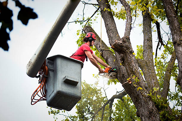 Best Tree Cabling and Bracing  in Mobile, AL