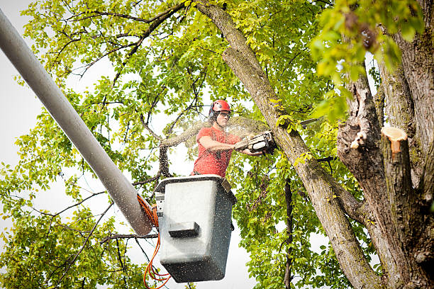 Best Tree Removal  in Mobile, AL